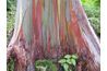 Arc écorce d'eucalyptus présente une coloration attrayante dans le jardin.