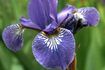 Iris sont de vieux favoris de jardin.