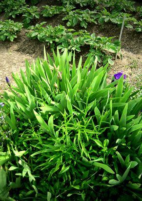Touffes paillis de l'iris en hiver