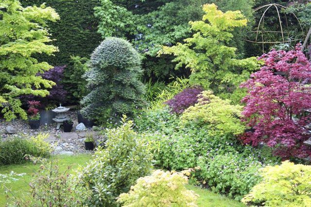 Jardin japonais avec le japonais houx arbustes croissante.