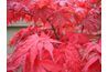 Les feuilles de l'érable japonais se tournent du rouge foncé au pourpre en automne.