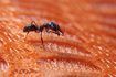 Comment tuer les fourmis utilisant des produits ménagers