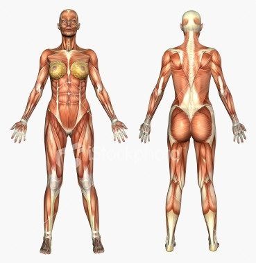 Muscles du sphincter partie de l'anatomie humaine