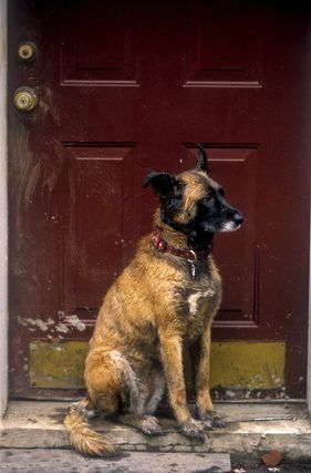Un chien de sauter à votre porte peut causer des dégâts substantiels à long terme.