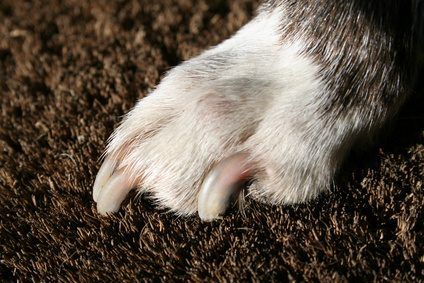 Clipping votre chien's nails may lead to less damage to doors and other things it touches.