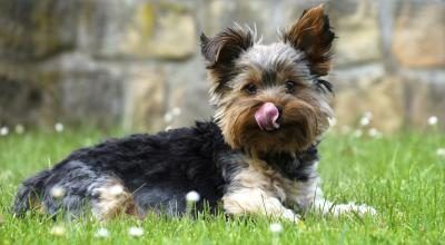 Shorkie dans l'herbe