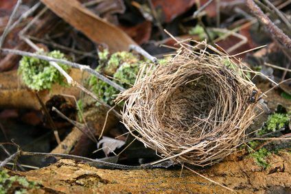 De nombreuses créatures trouver RV tuyaux de ventilation d'un emplacement attrayant pour construire leurs nids.