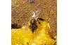 La cire d'abeille est un mastic naturel.